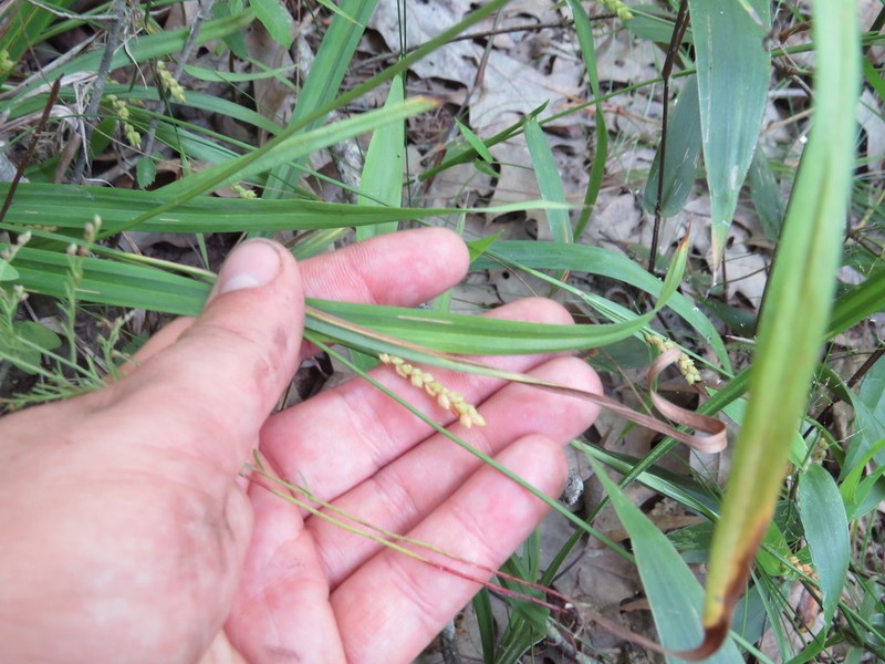 Tarheel Sedge photo 3