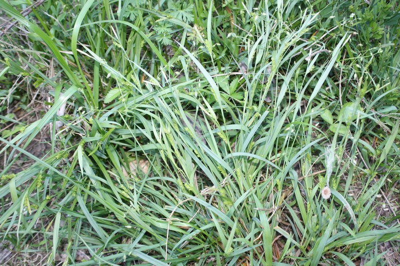Tarheel Sedge photo 4