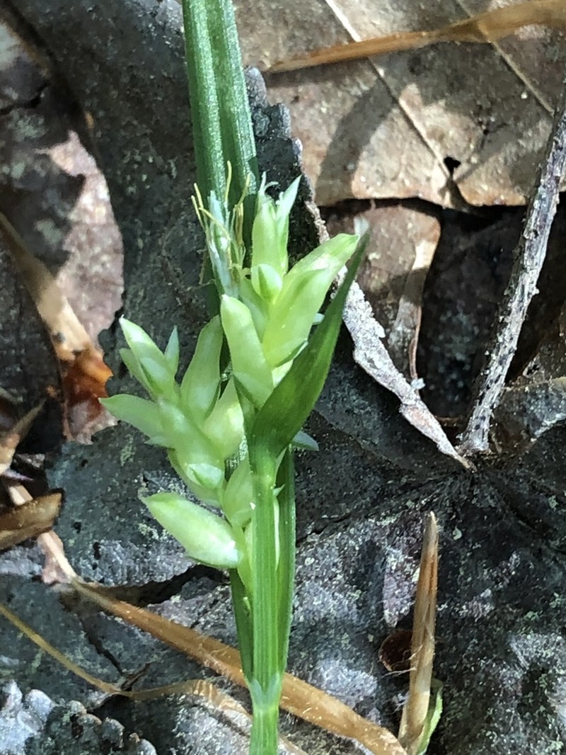 Tarheel Sedge photo 5