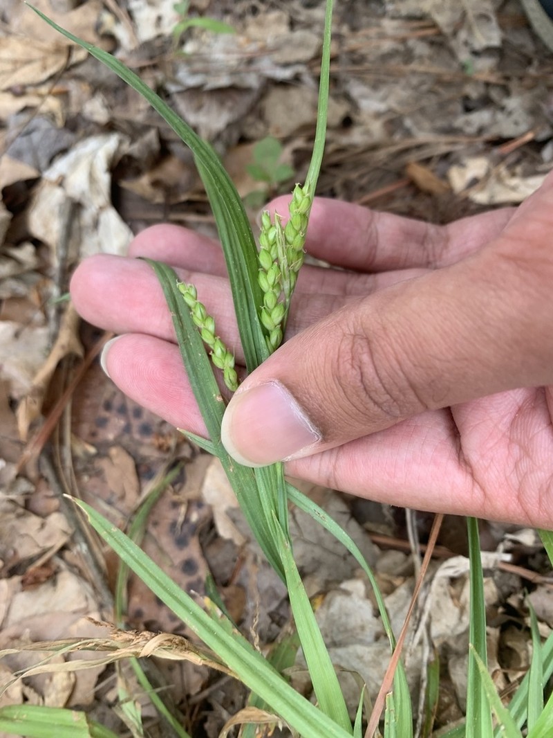 Tarheel Sedge photo 7