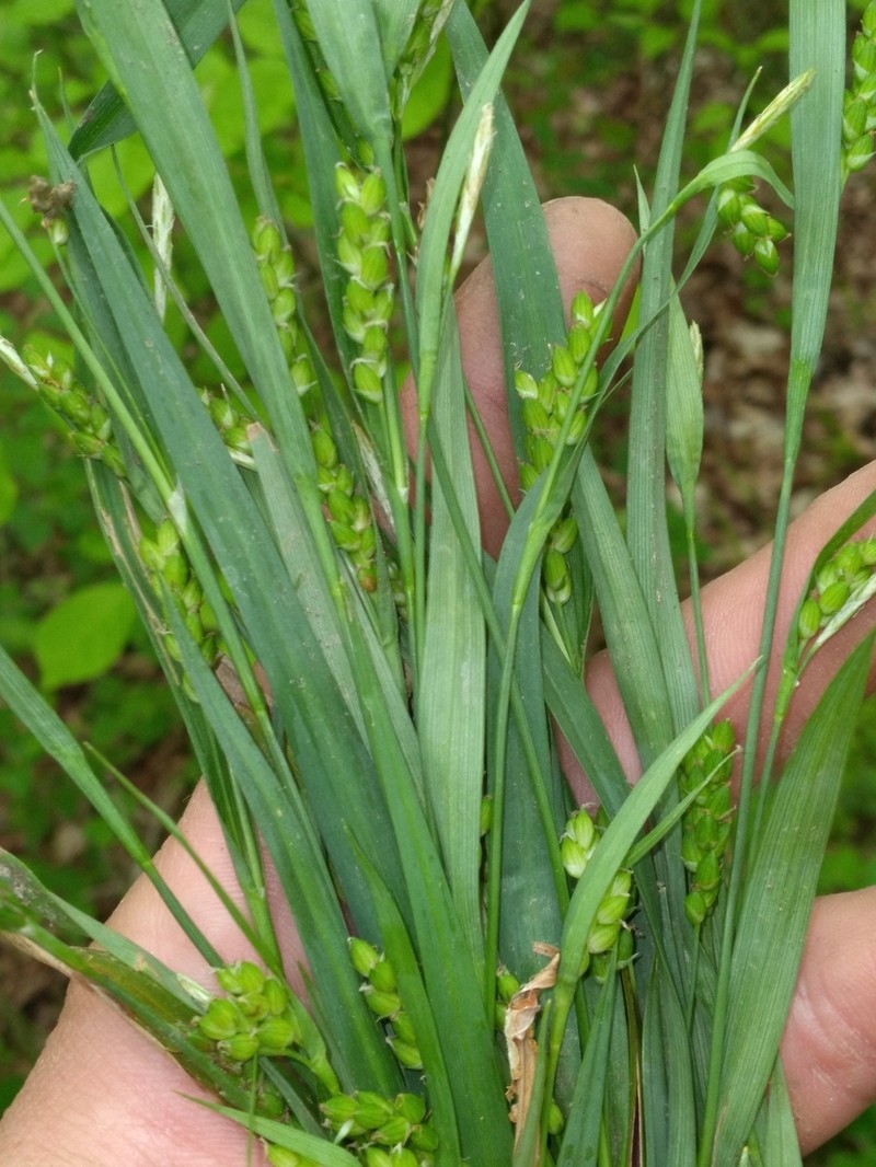 Tarheel Sedge photo 8