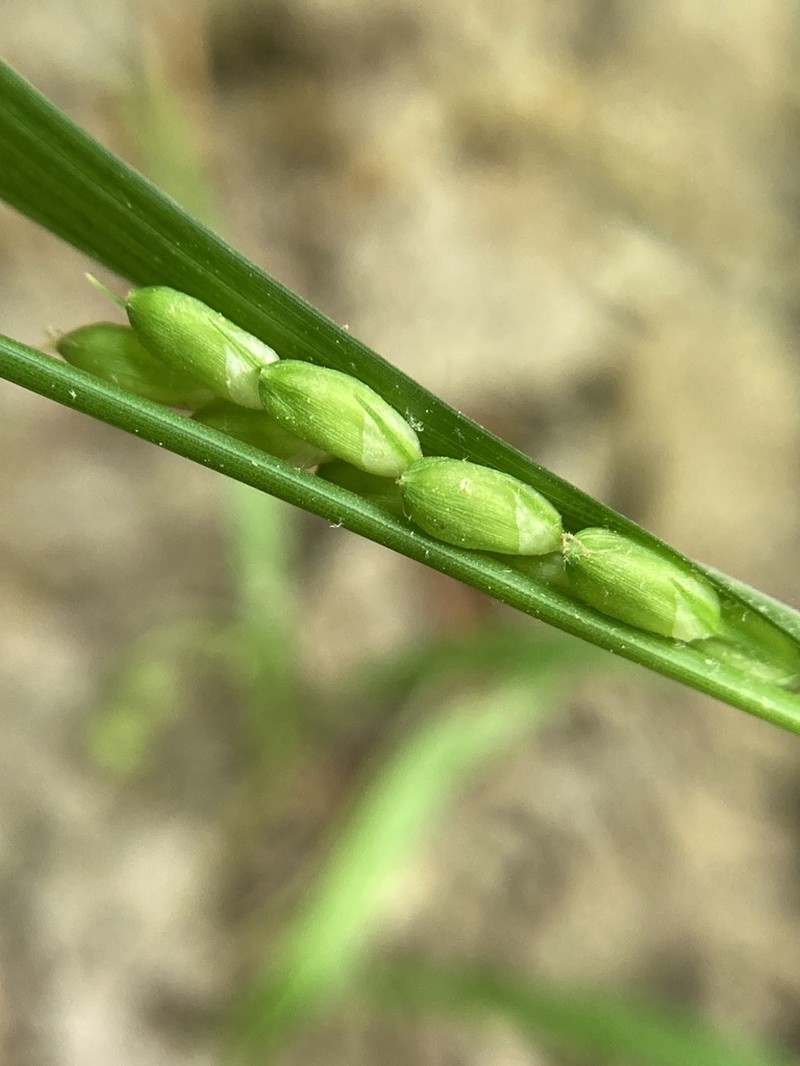 Flat-Spiked Sedge photo 2