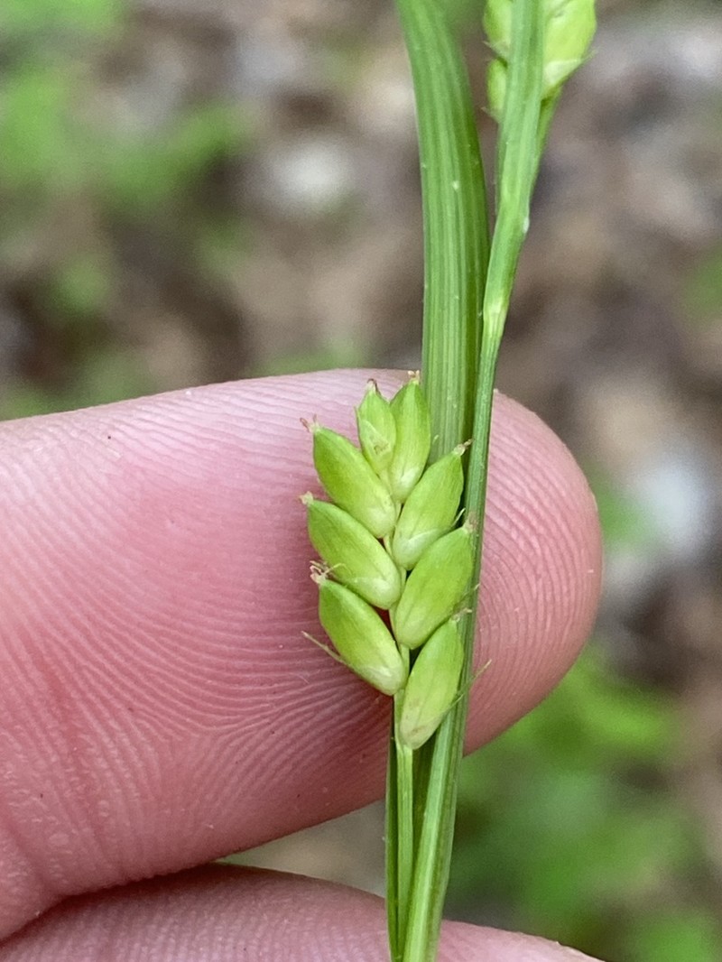 Flat-Spiked Sedge photo 3