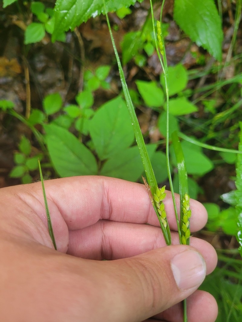 Flat-Spiked Sedge photo 4