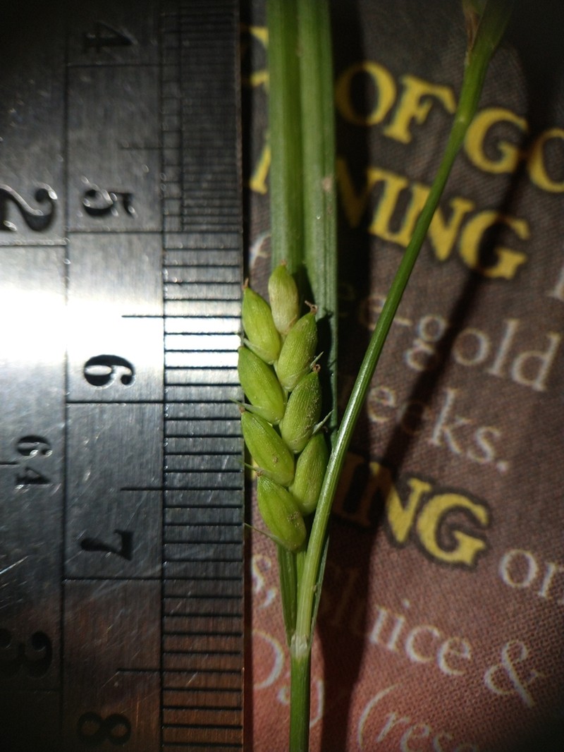Flat-Spiked Sedge photo 5