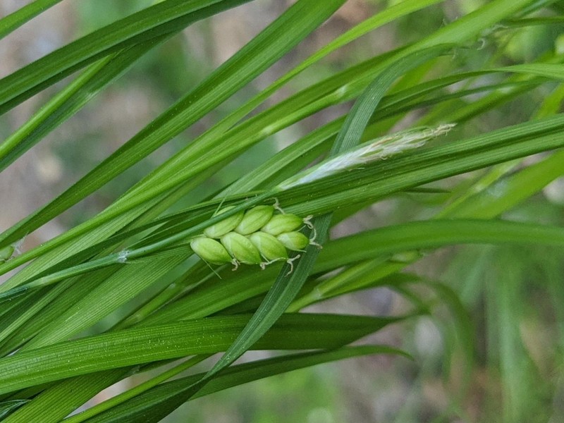 Flat-Spiked Sedge photo 6
