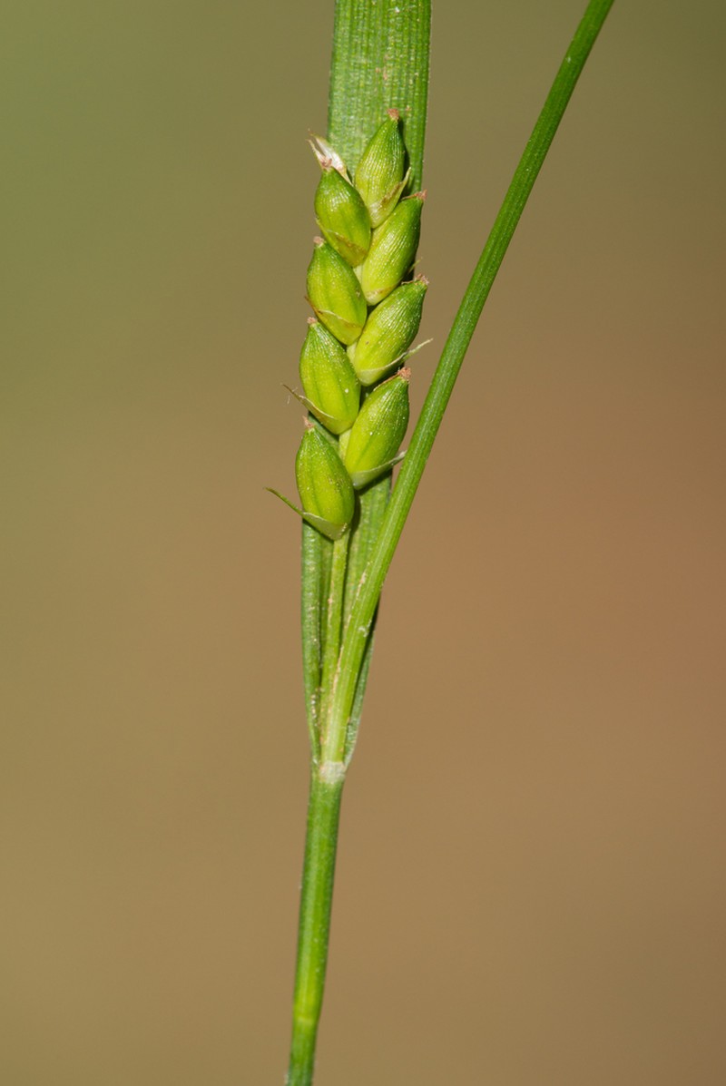 Flat-Spiked Sedge photo 7