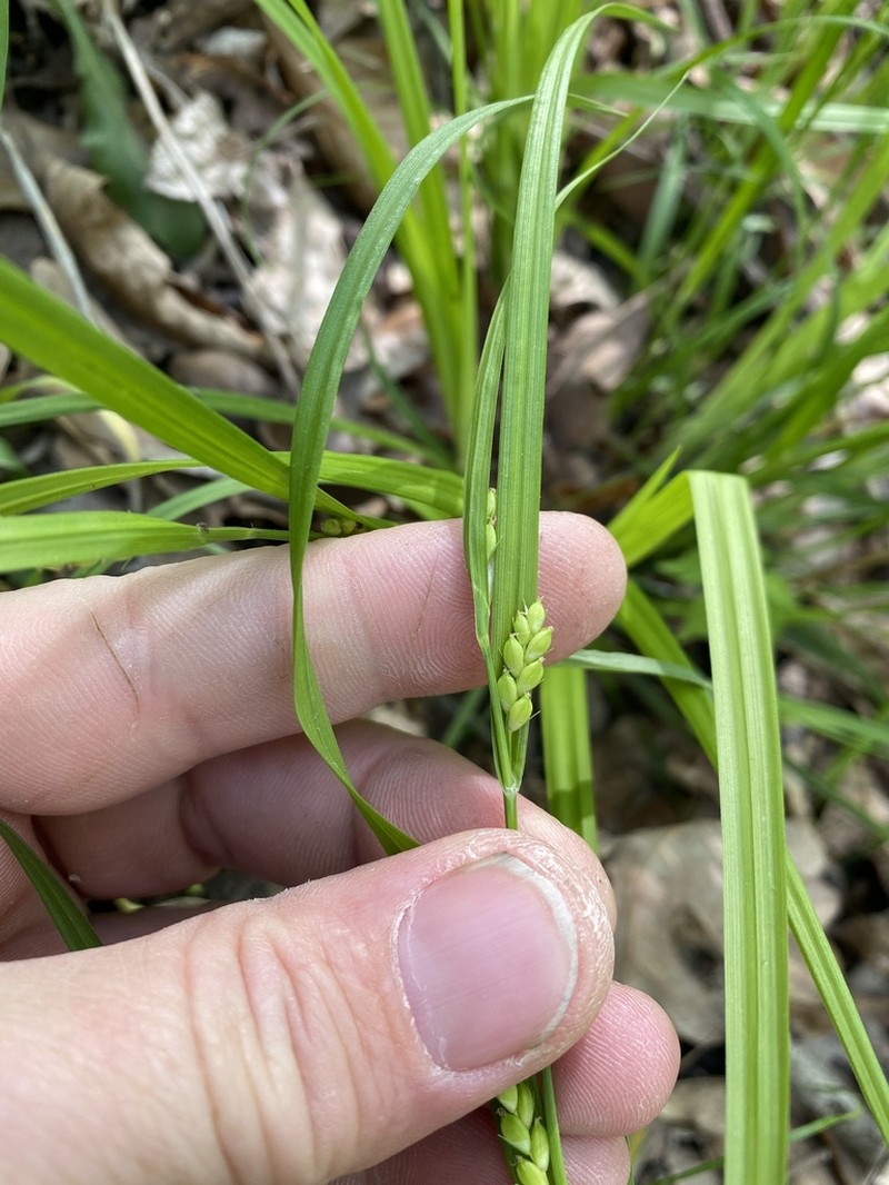 Flat-Spiked Sedge photo 8