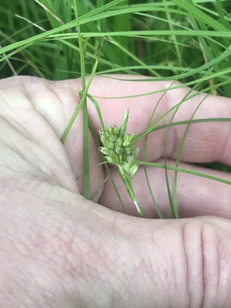 Cedar Sedge photo 2