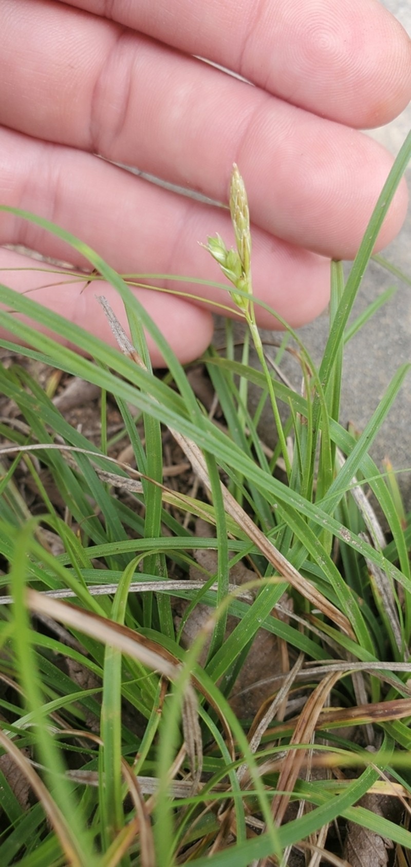 Cedar Sedge photo 3
