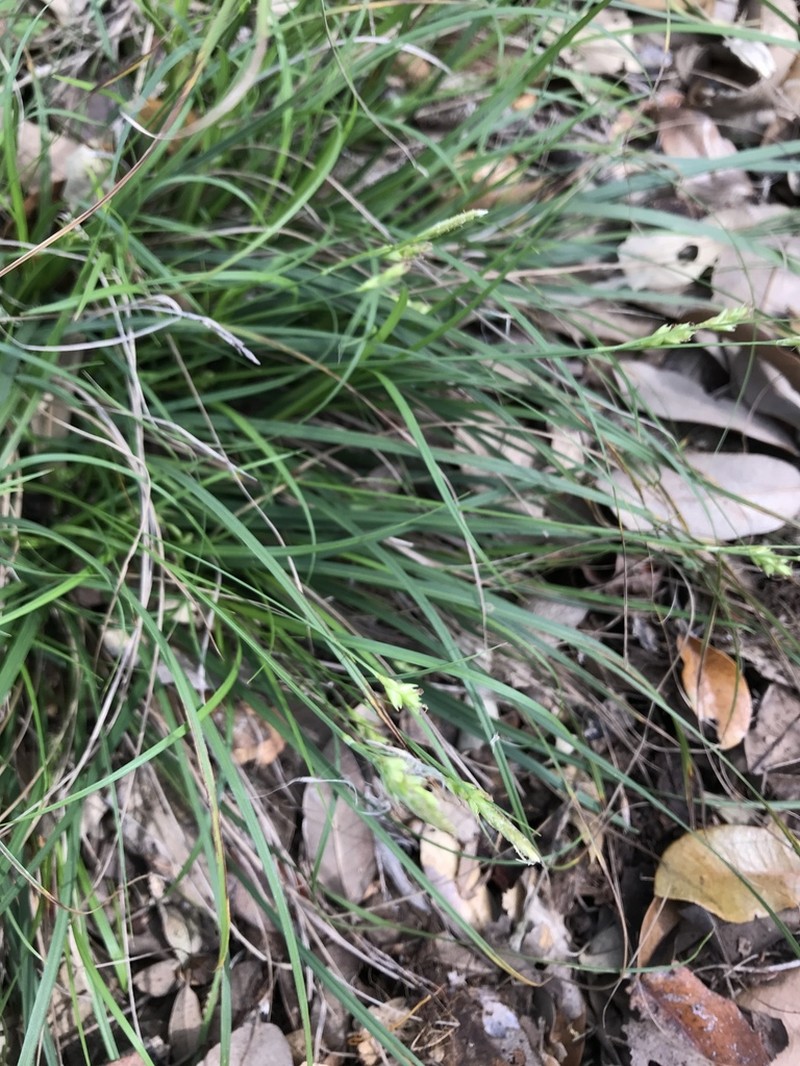 Cedar Sedge photo 4