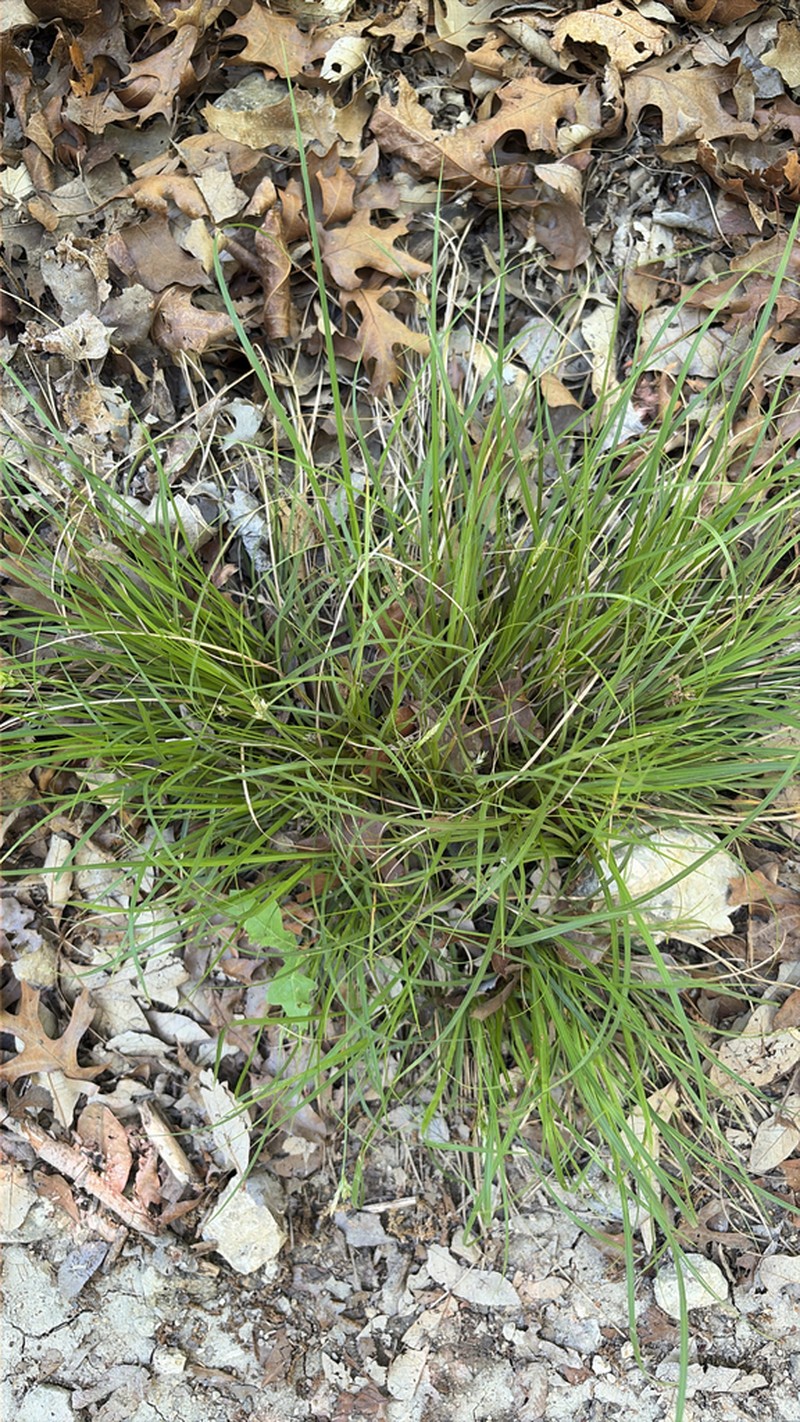 Cedar Sedge photo 5