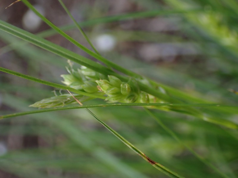 Cedar Sedge photo 6