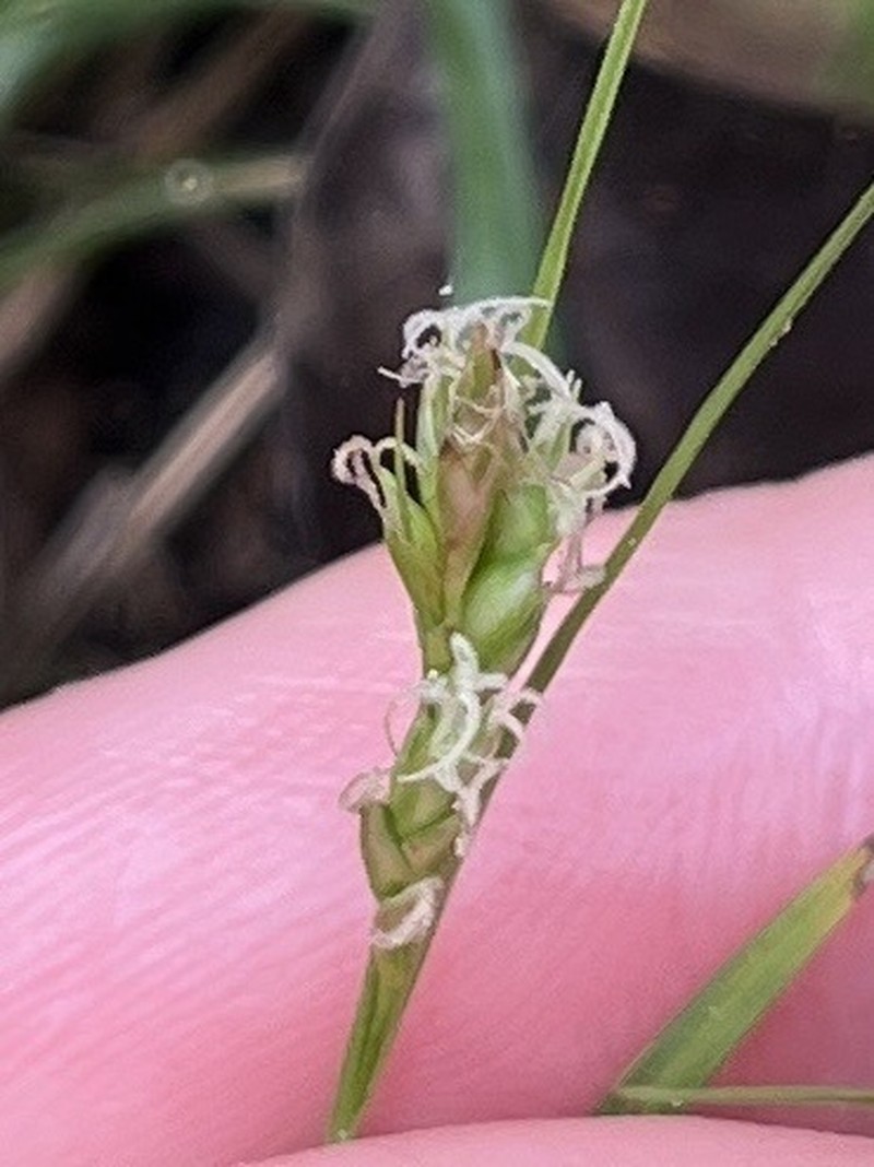 Cedar Sedge photo 7