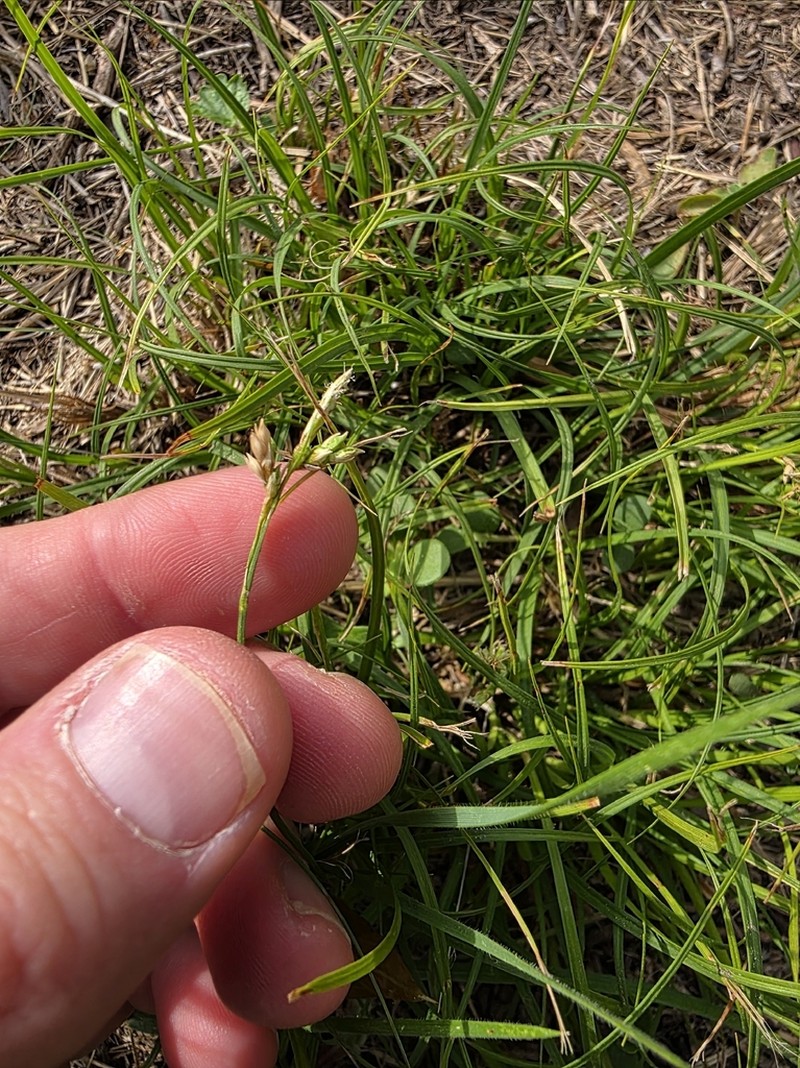 Cedar Sedge photo 8
