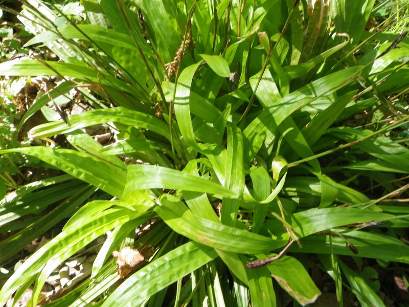 Plantainleaf Sedge