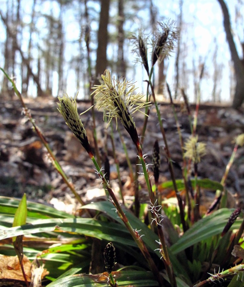 Plantainleaf Sedge photo 3