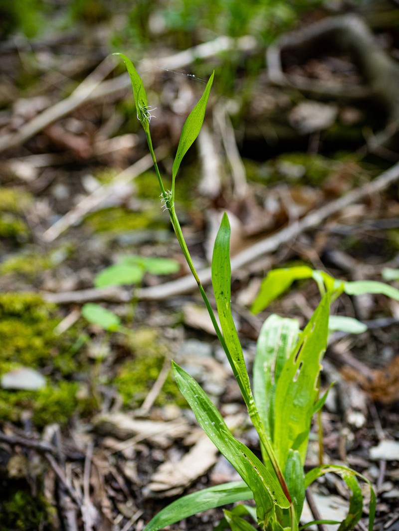 Plantainleaf Sedge photo 4