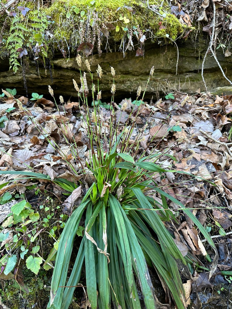 Plantainleaf Sedge photo 5