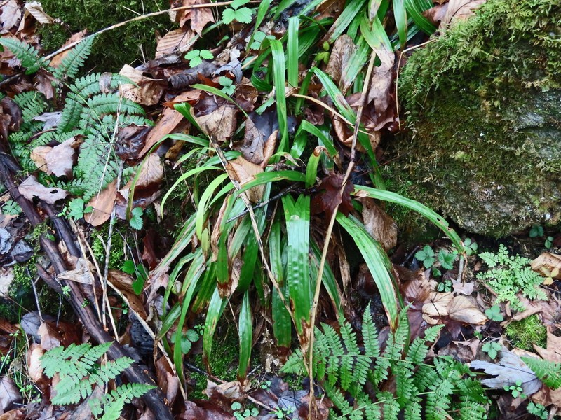 Plantainleaf Sedge photo 6