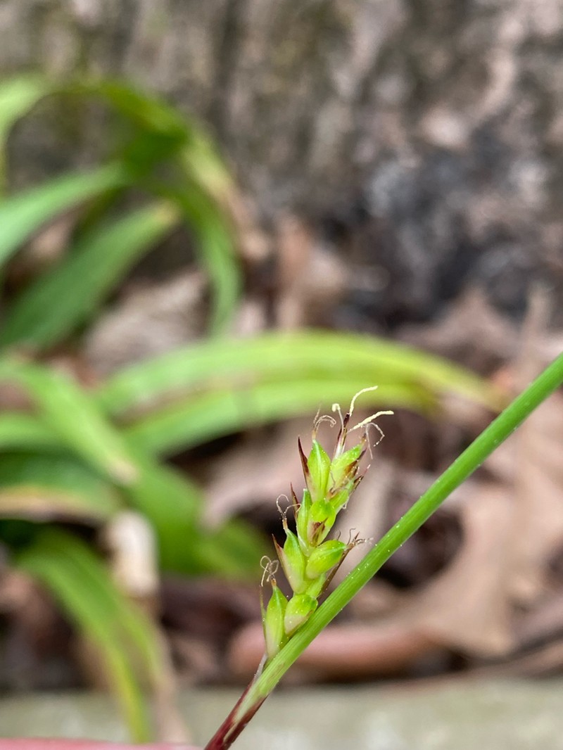 Plantainleaf Sedge photo 7