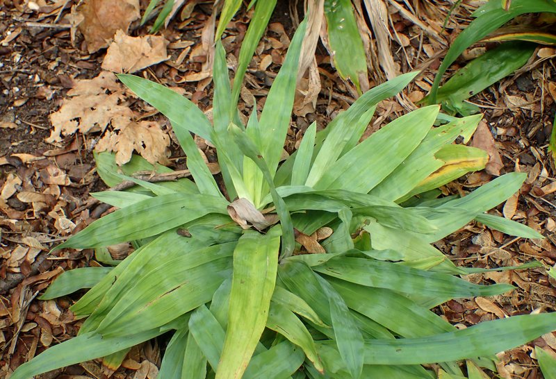Broadleaf Sedge
