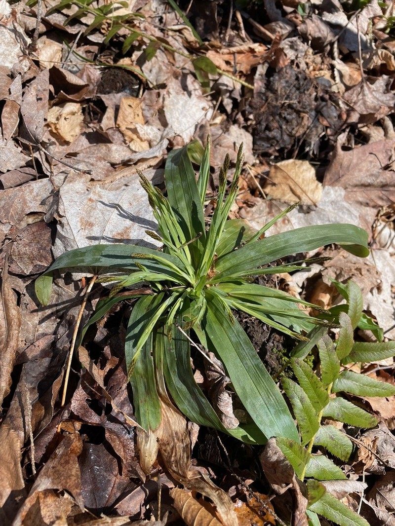 Broadleaf Sedge photo 3
