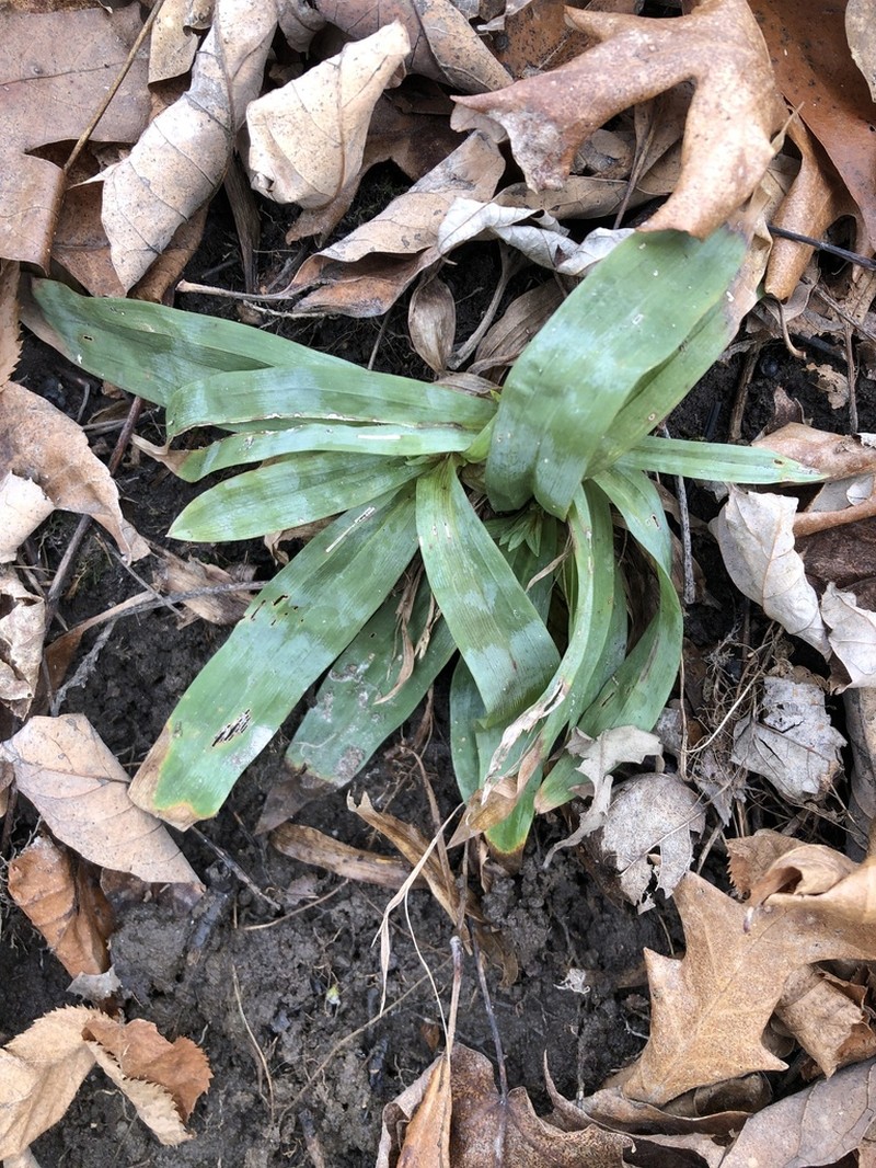 Broadleaf Sedge photo 4