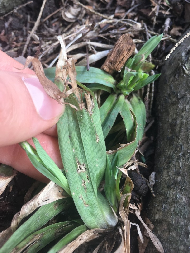 Broadleaf Sedge photo 5