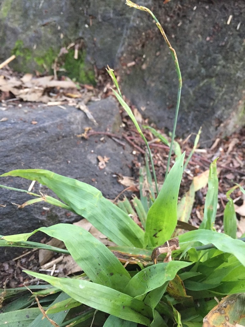 Broadleaf Sedge photo 6