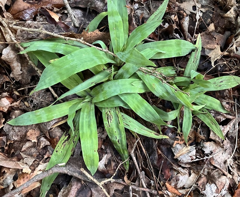 Broadleaf Sedge photo 7