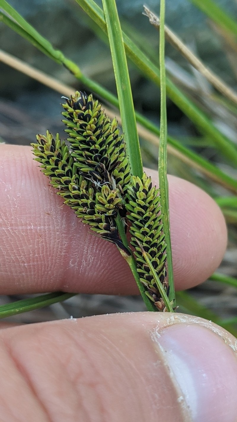 Carex plectocarpa photo 3