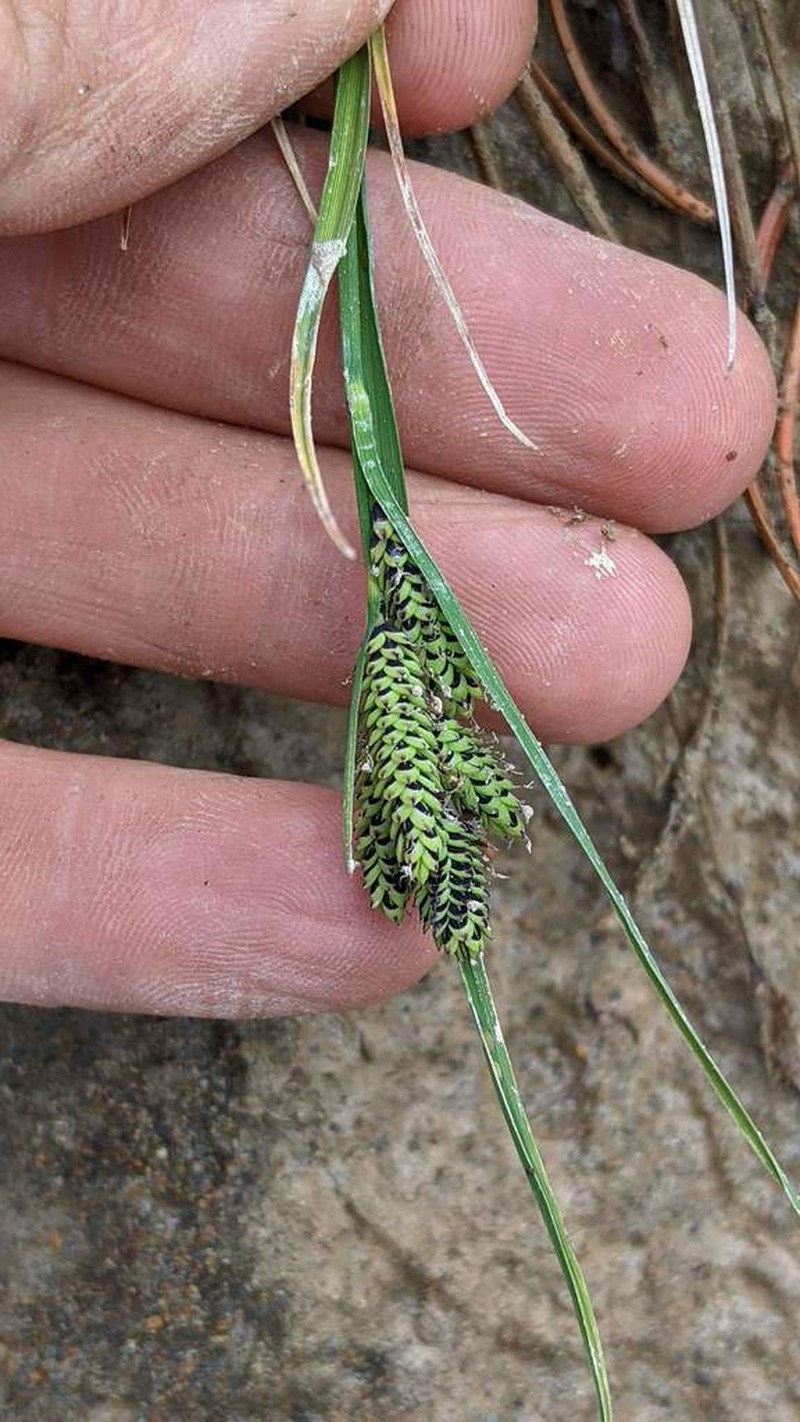 Carex plectocarpa photo 4