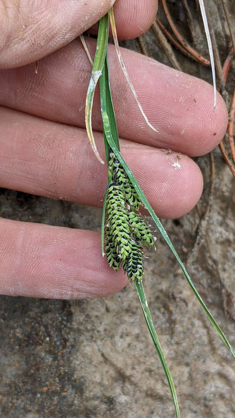 Carex plectocarpa photo 5