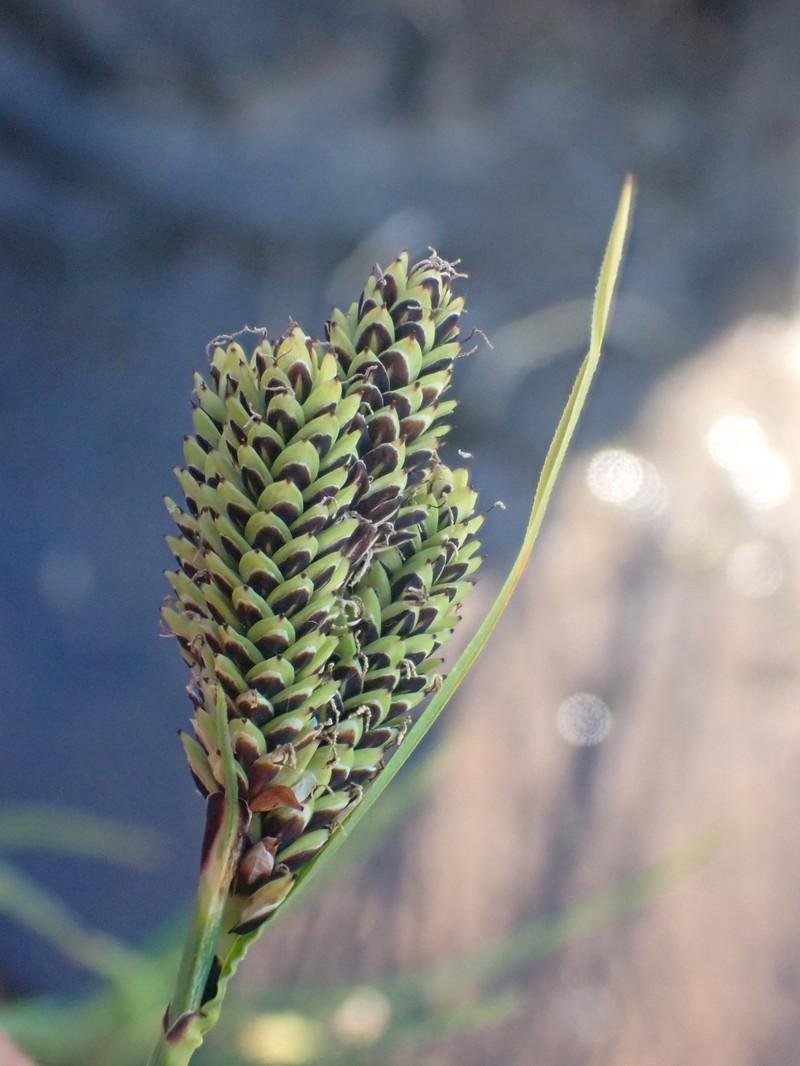 Carex plectocarpa photo 6