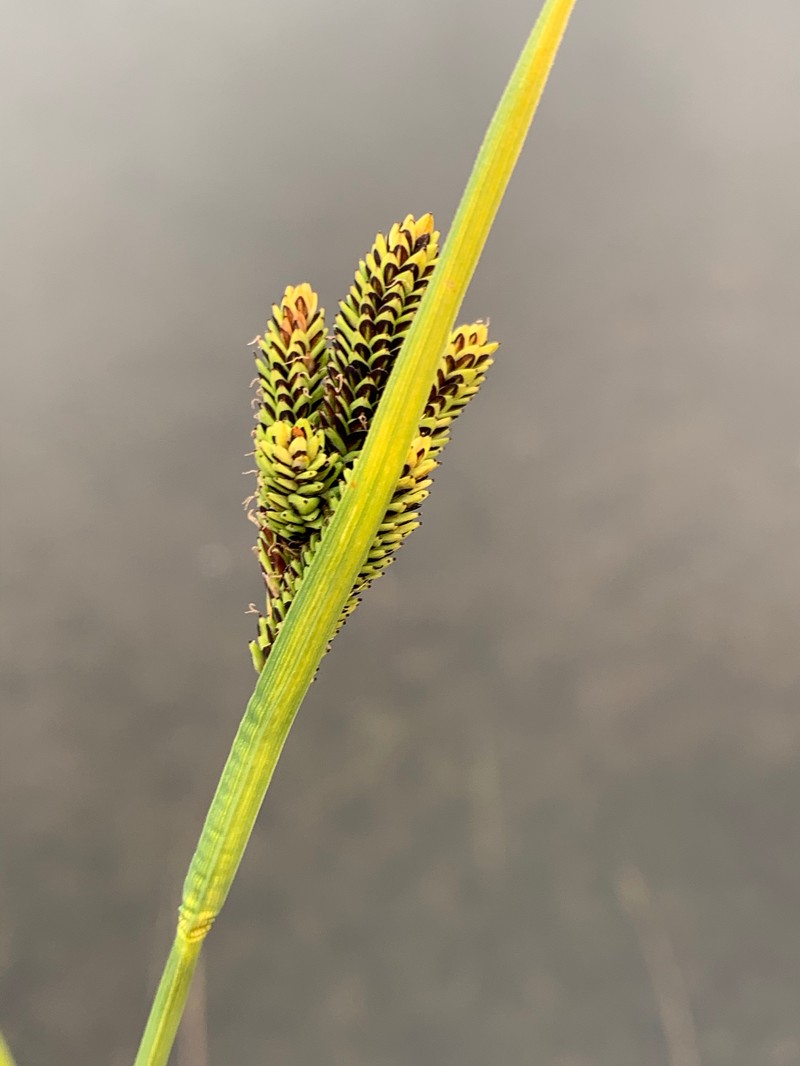 Carex plectocarpa photo 7