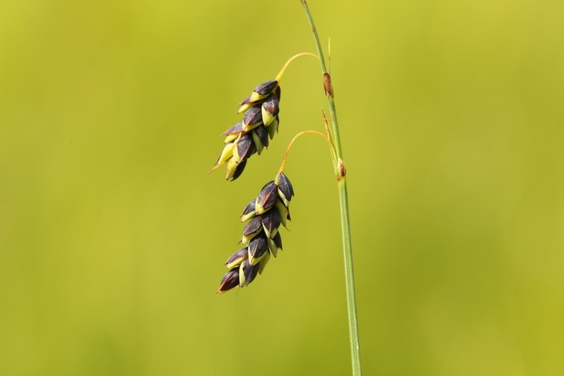 Manyflower Sedge photo 4