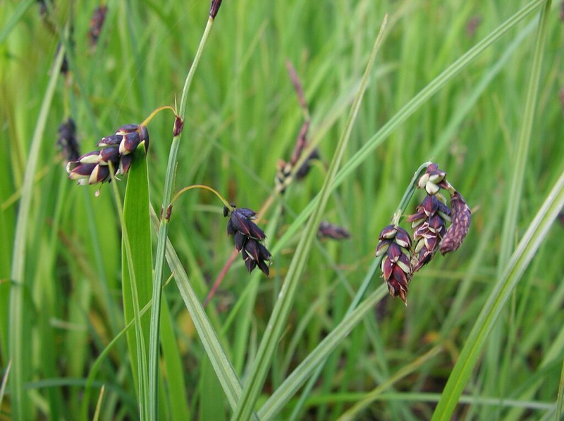 Manyflower Sedge photo 5