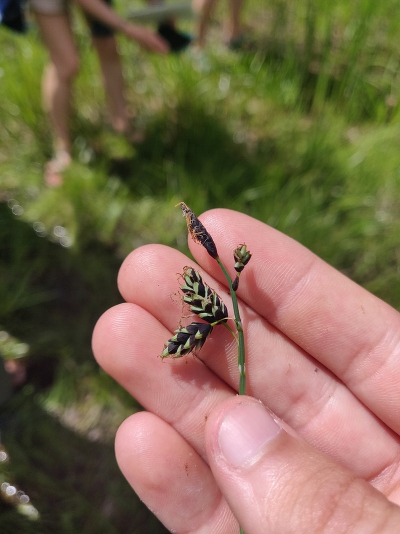 Manyflower Sedge photo 6