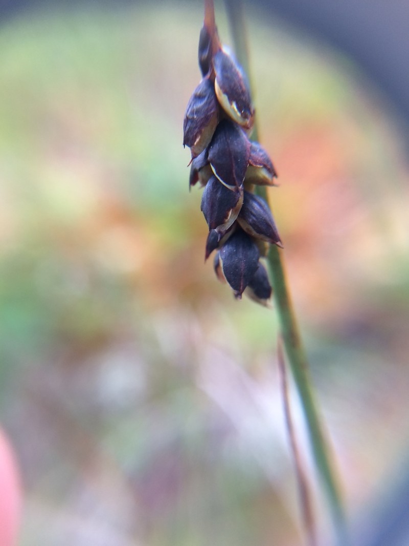 Manyflower Sedge photo 7