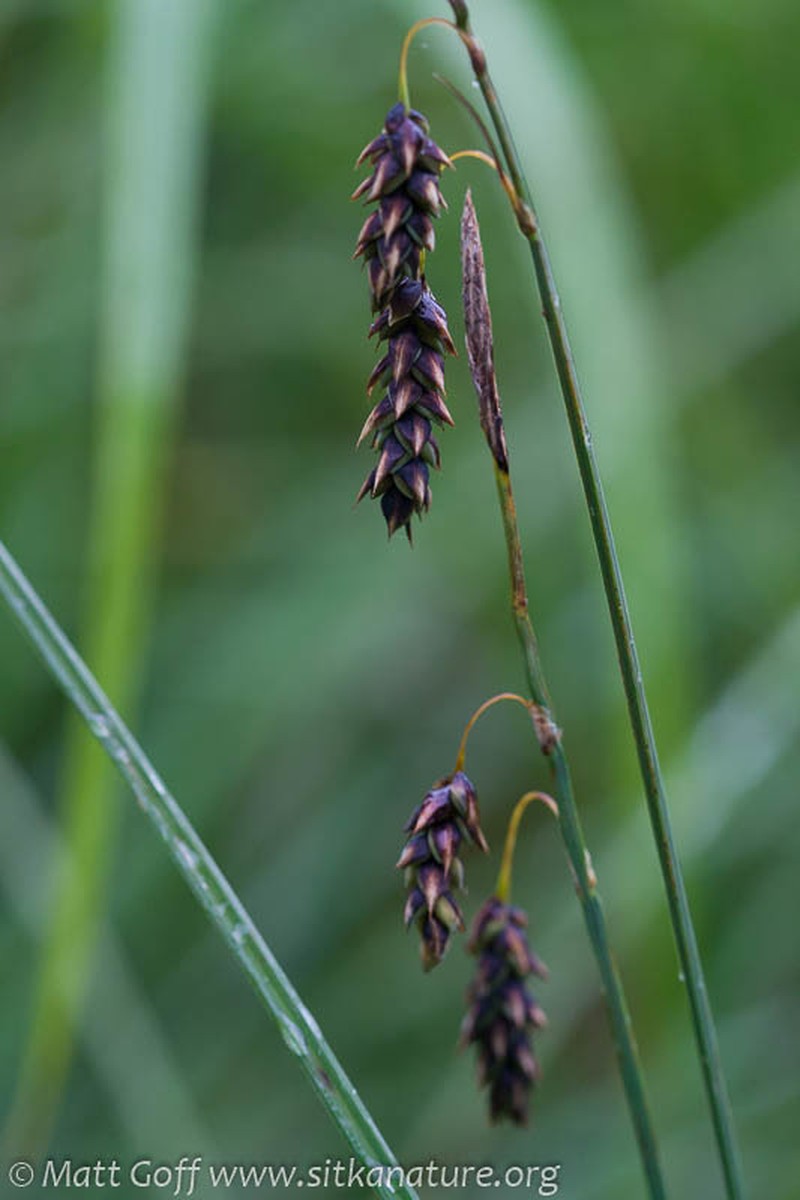 Manyflower Sedge photo 8