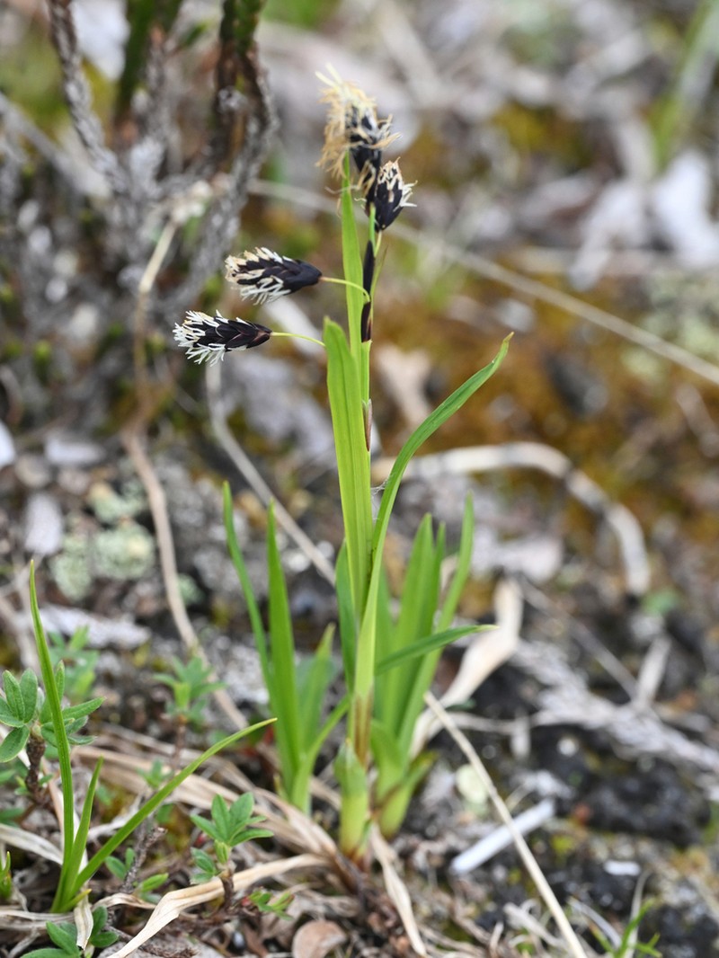 Shortstalk Sedge