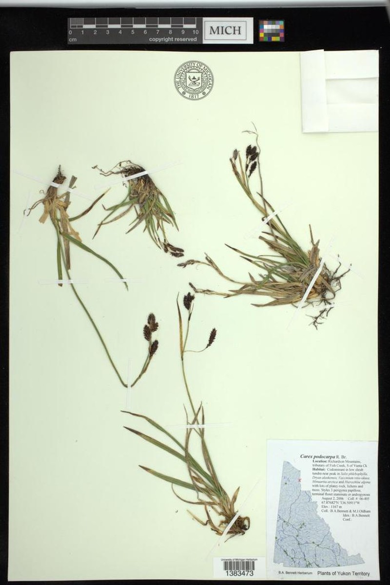 Shortstalk Sedge photo 2
