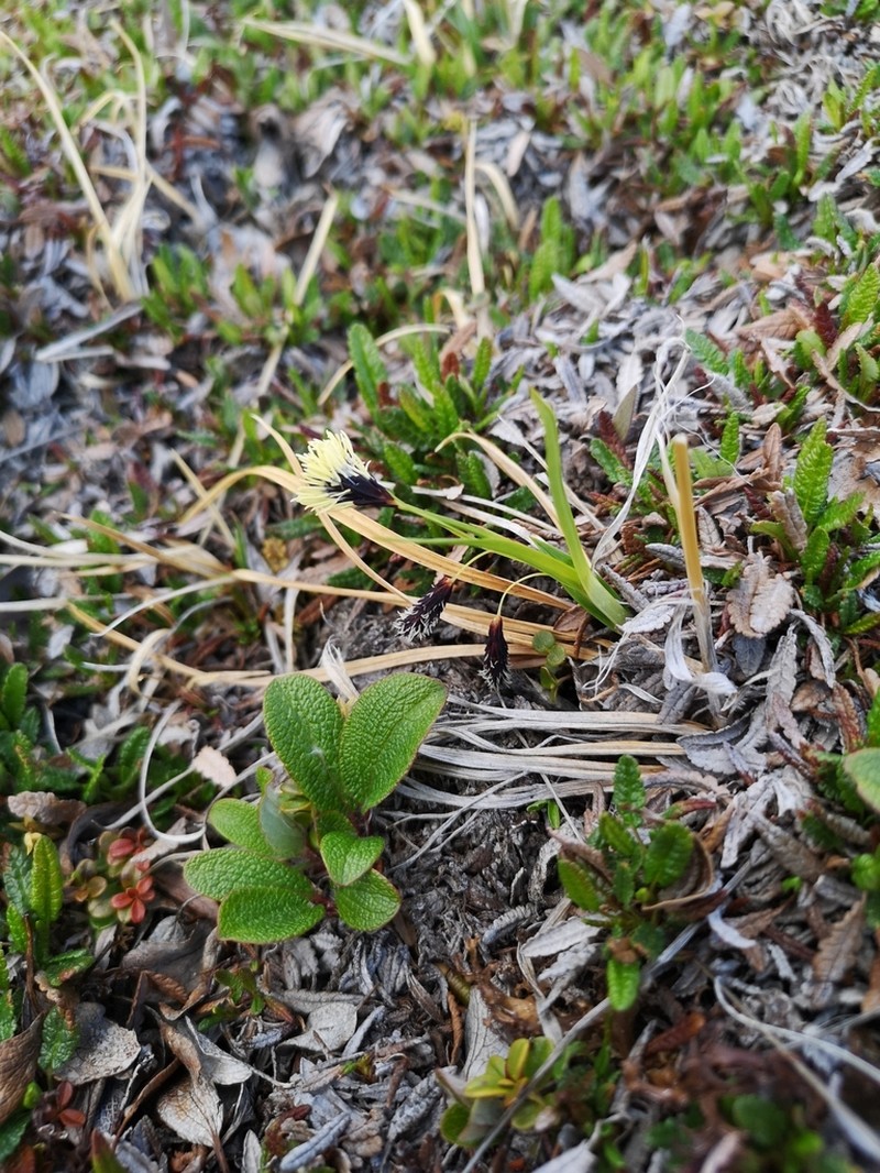 Shortstalk Sedge photo 3