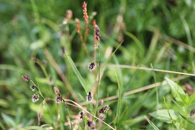 Shortstalk Sedge photo 4