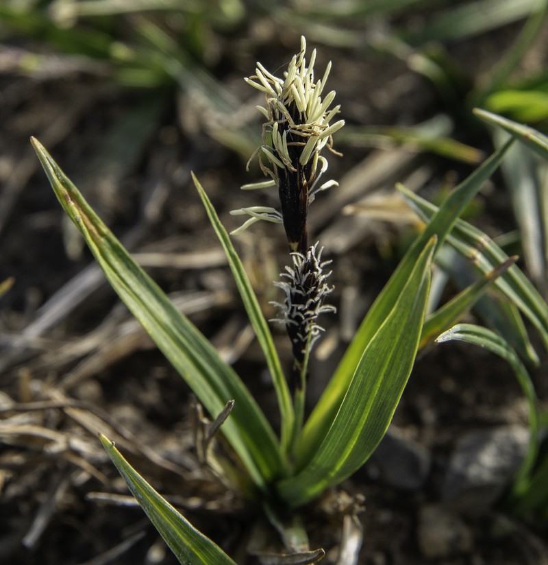 Shortstalk Sedge photo 5