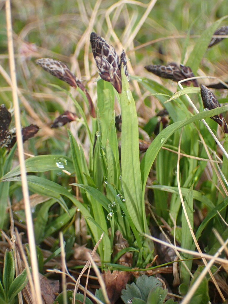 Shortstalk Sedge photo 6