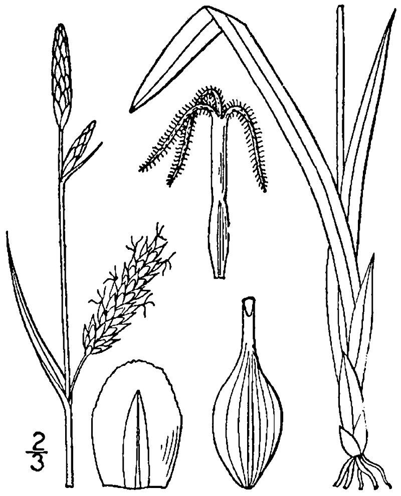 Variable Sedge