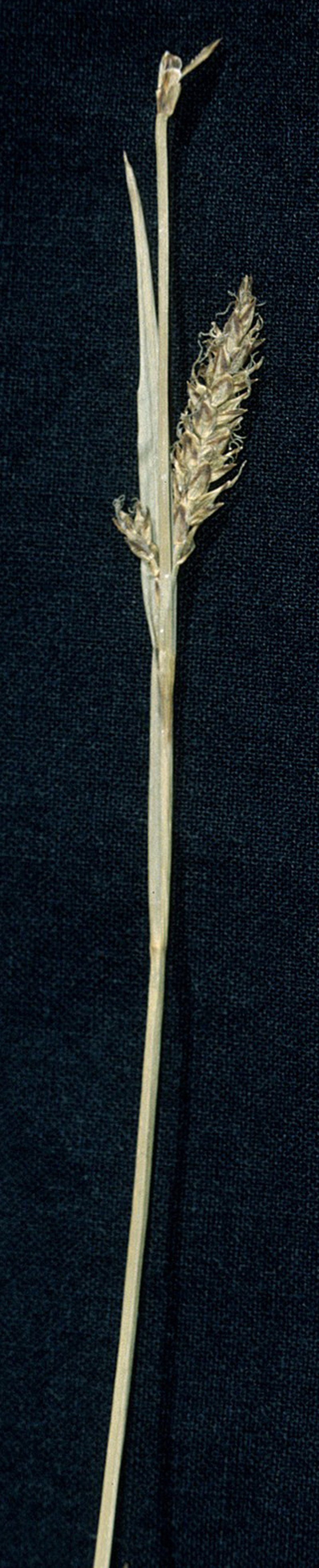 Variable Sedge photo 4