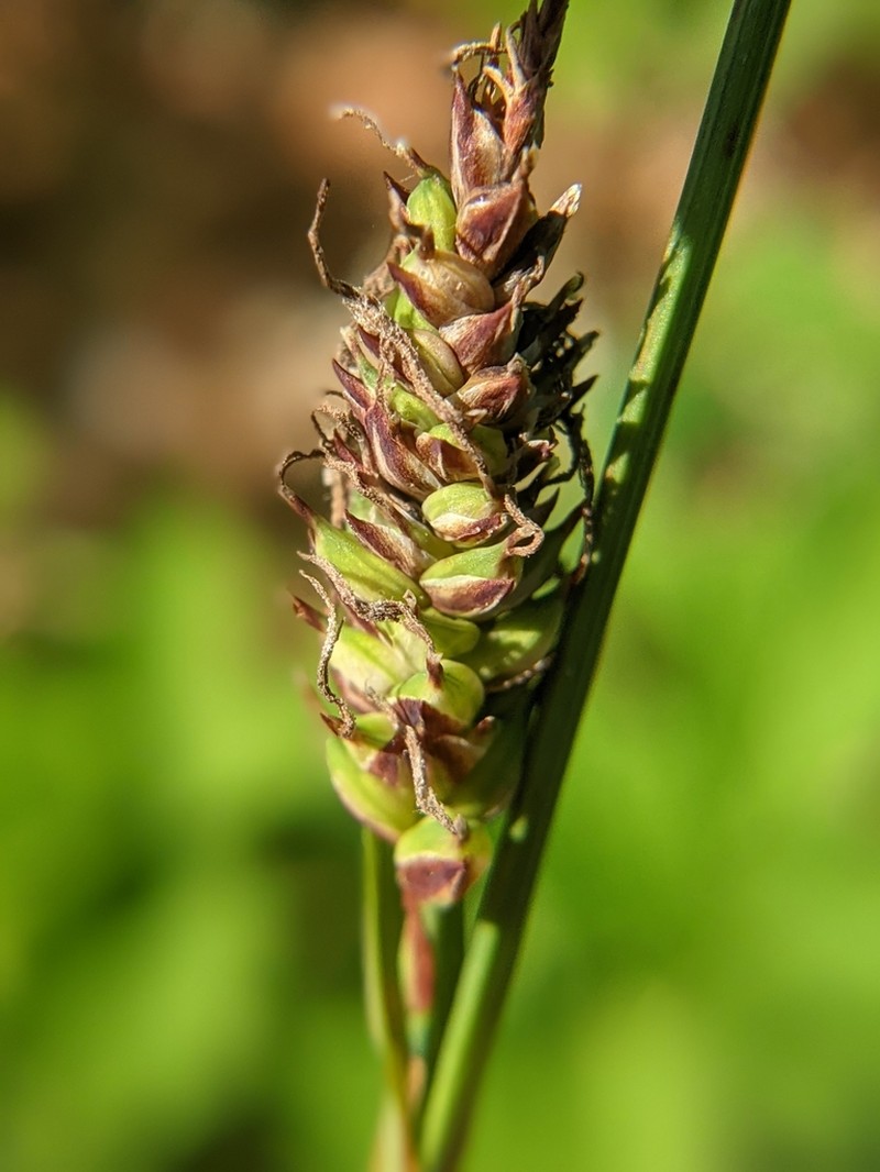 Variable Sedge photo 5